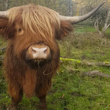 Au Pays De Hanau Parque de Campismo Dossenheim-sur-Zinsel
